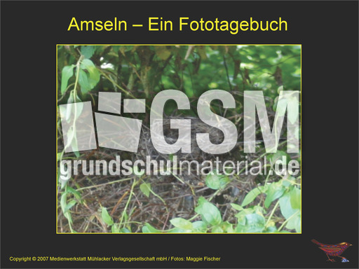 Fototagebuch-Amseln.pdf